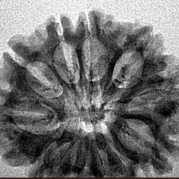 10 Mukhi Rudraksha 27.7mm 3.12gm - Inverse xray