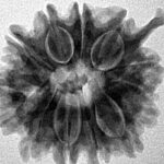 12 Mukhi Ganesh 24mm 4.51gm - Inverse xray