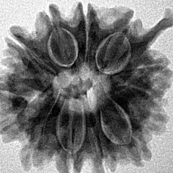 12 Mukhi Ganesh 24mm 4.51gm - Inverse xray