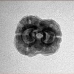 2 Mukhi Rudraksha 22mm 2.25gm - Inverse xray