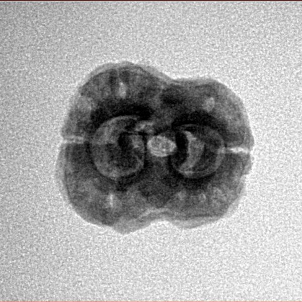 2 Mukhi Rudraksha 22mm 2.25gm - Inverse xray