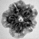 1MK(Underdeveloped) 22.5mm 3.36gm - Inverse xray