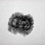 2 Mukhi Rudraksha 24mm 1.9gm - Inverse xray