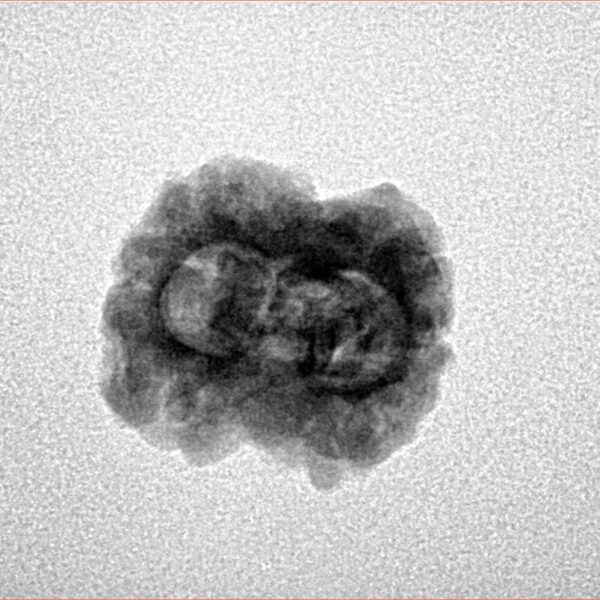 2 Mukhi Rudraksha 24mm 1.9gm - Inverse xray