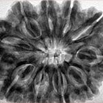 10 Mukhi Rudraksha 33.9mm 8.44gm - Inverse xray