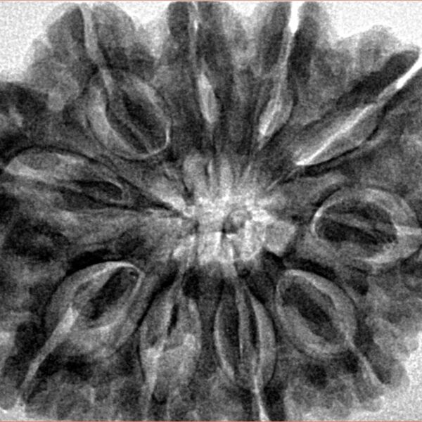 10 Mukhi Rudraksha 33.9mm 8.44gm - Inverse xray