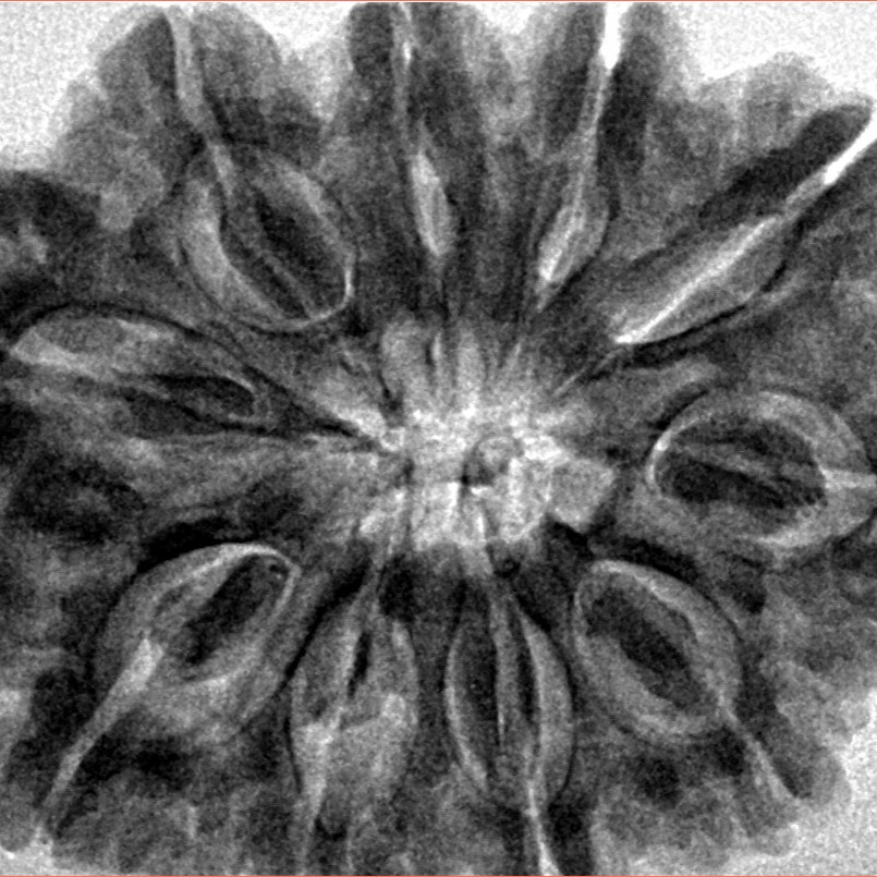 10 Mukhi Rudraksha 33.9mm 8.44gm - Inverse xray