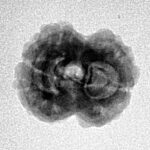 2 Mukhi Rudraksha 19.6mm 1.76gm - Inverse xray