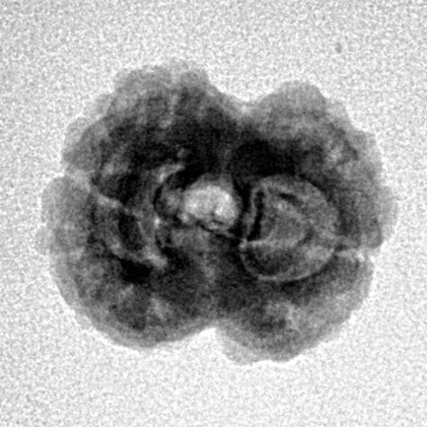 2 Mukhi Rudraksha 19.6mm 1.76gm - Inverse xray