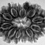 12 Mukhi Ganesh 28.7mm 4.71gm - Inverse xray