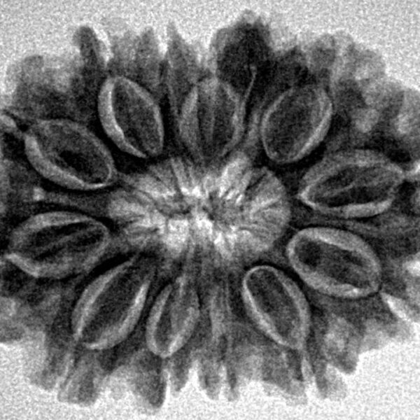 12 Mukhi Ganesh 28.7mm 4.71gm - Inverse xray