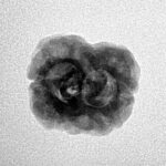 2 Mukhi Rudraksha 24.7mm 2.36gm - Inverse xray