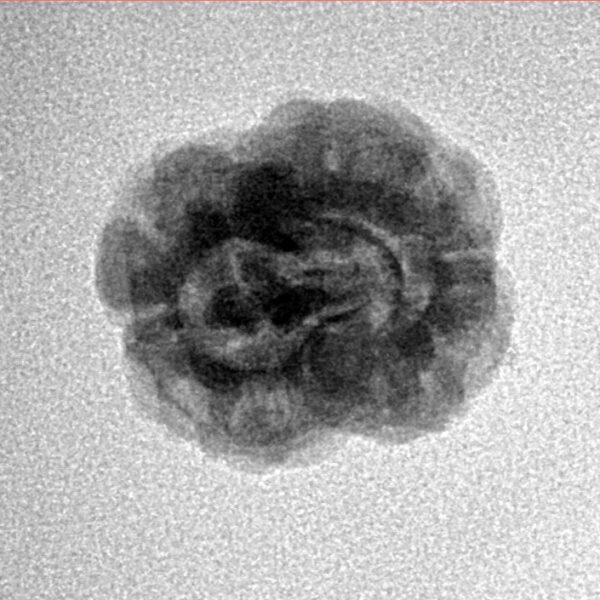 2 Mukhi Rudraksha 22mm 1.93gm - Inverse xray