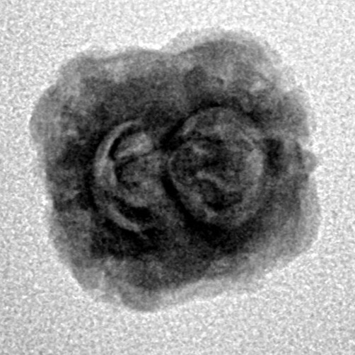 2 Mukhi Rudraksha 23.4mm 1.52gm - Inverse xray