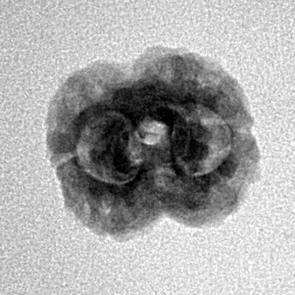 2 Mukhi Rudraksha 19.4mm 1.46gm - Inverse xray