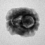 2 Mukhi Rudraksha 17.9mm 1.37gm - Inverse xray