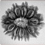 11 Mukhi Rudraksha 24.5mm 3.4gm - Inverse xray