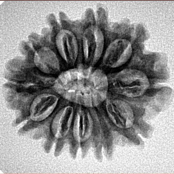 11 Mukhi Rudraksha 24.5mm 3.4gm - Inverse xray