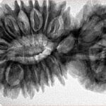 21 Mukhi Gaurishankar 41.1mm 8.15gm - Inverse xray