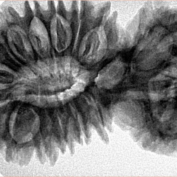 21 Mukhi Gaurishankar 41.1mm 8.15gm - Inverse xray