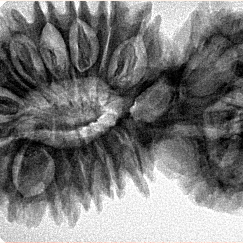 21 Mukhi Gaurishankar 41.1mm 8.15gm - Inverse xray