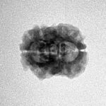 2 Mukhi Rudraksha 22.5mm 1.54gm - Inverse xray