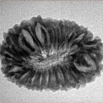 18 Mukhi Rudraksha 26.6mm 3.28gm - Inverse xray