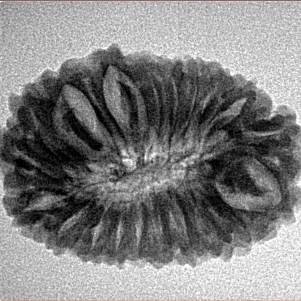 18 Mukhi Rudraksha 26.6mm 3.28gm - Inverse xray