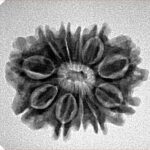 11 Mukhi Rudraksha 24mm 3.31gm - Inverse xray