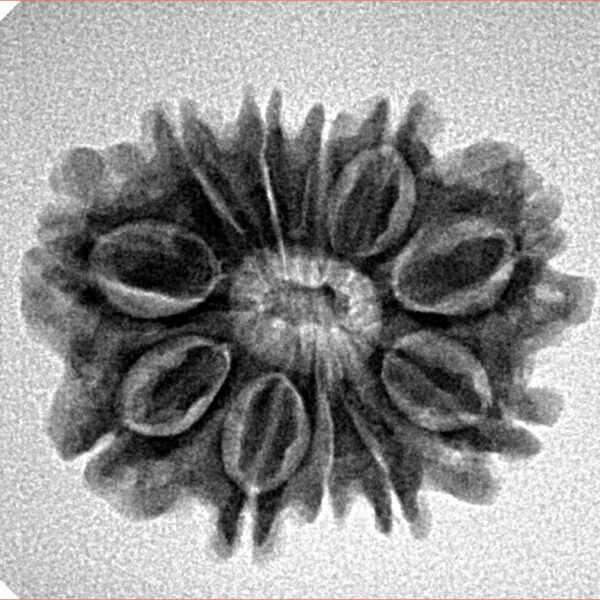 11 Mukhi Rudraksha 24mm 3.31gm - Inverse xray