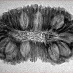 23 Mukhi Rudraksha 32.8mm 4.11gm - Inverse xray