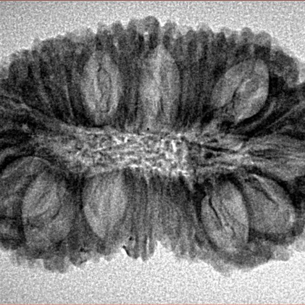 23 Mukhi Rudraksha 32.8mm 4.11gm - Inverse xray