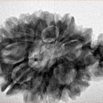 Sawar/Ganesh (11+1) 32.1mm 5gm - Inverse xray