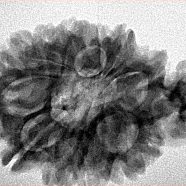 Sawar/Ganesh (11+1) 32.1mm 5gm - Inverse xray