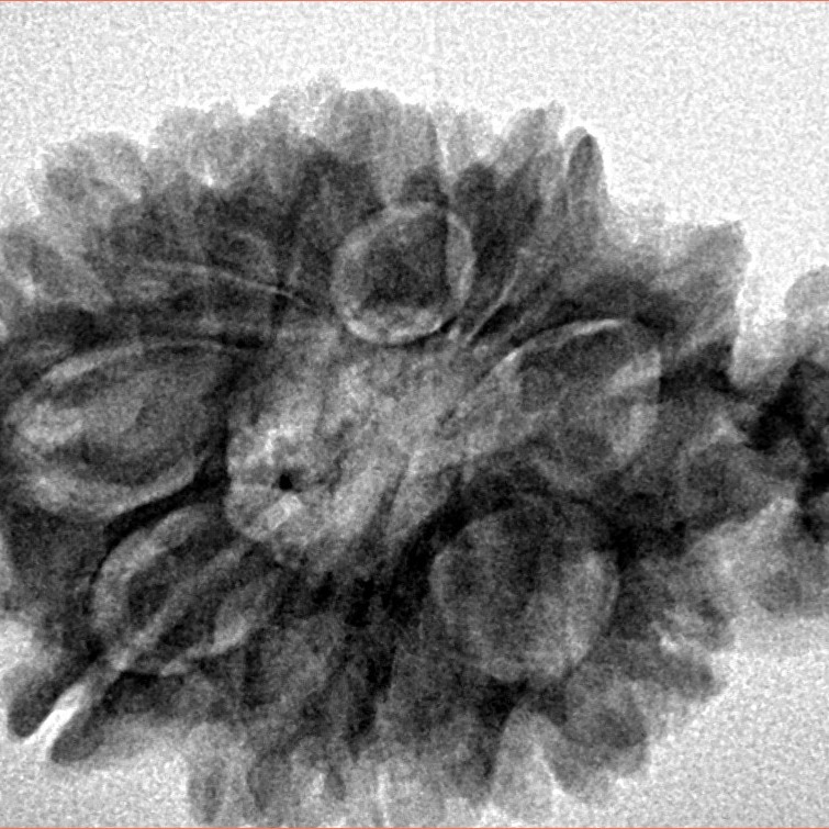 Sawar/Ganesh (11+1) 32.1mm 5gm - Inverse xray