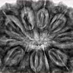 11 Mukhi Rudraksha 35.5mm 9.98gm - Inverse xray