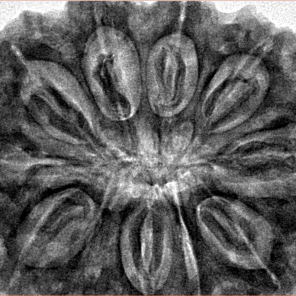 11 Mukhi Rudraksha 35.5mm 9.98gm - Inverse xray