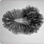 19 Mukhi Rudraksha 24.4mm 2.68gm - Inverse xray