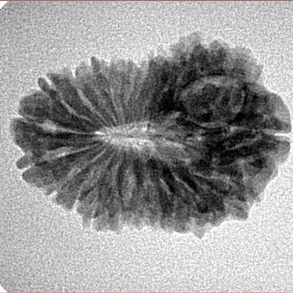 19 Mukhi Rudraksha 24.4mm 2.68gm - Inverse xray