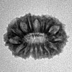 16 Mukhi Rudraksha 18.1mm 1.32gm - Inverse xray