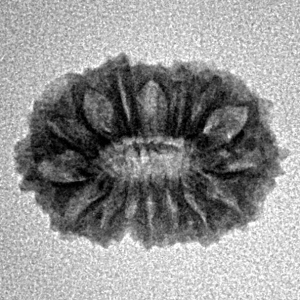 16 Mukhi Rudraksha 18.1mm 1.32gm - Inverse xray