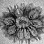 12 Mukhi Rudraksha 25.8mm 1.46gm - Inverse xray