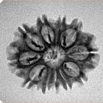 11 Mukhi Rudraksha 22.6mm 2.12gm - Inverse xray