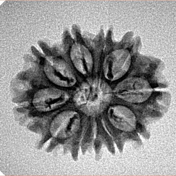 11 Mukhi Rudraksha 22.6mm 2.12gm - Inverse xray