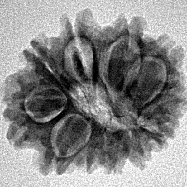 11 Mukhi Rudraksha 21.6mm 2.49gm - Inverse xray