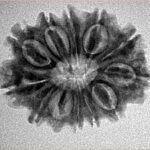 12 Mukhi Rudraksha 25.5mm 3.44gm - Inverse xray