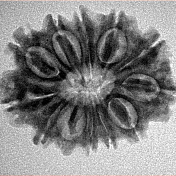 12 Mukhi Rudraksha 25.5mm 3.44gm - Inverse xray