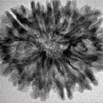 12 Mukhi Rudraksha 30mm 4.11gm - Inverse xray