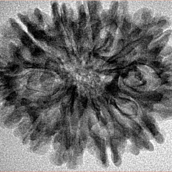 12 Mukhi Rudraksha 30mm 4.11gm - Inverse xray