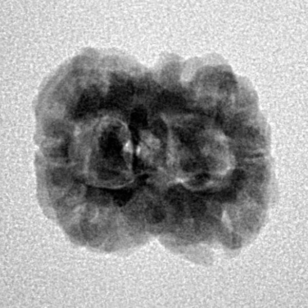 2 Mukhi Rudraksha 23.6mm 2.37gm - Inverse xray